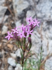 Carphochaete wislizeni