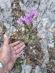 Carphochaete wislizeni