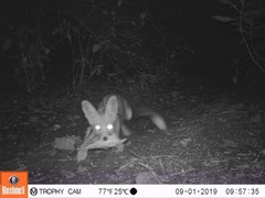 Vulpes vulpes pusilla