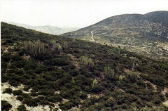 Isolatocereus dumortieri