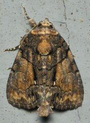 Chytonix sensilis