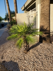 Washingtonia robusta