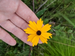 Coreopsis linifolia