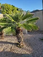 Washingtonia robusta