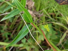 Coreopsis linifolia