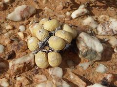 Conophytum calculus calculus