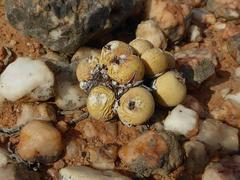 Conophytum calculus calculus