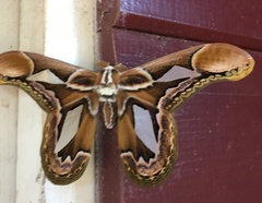 Rothschildia hopfferi