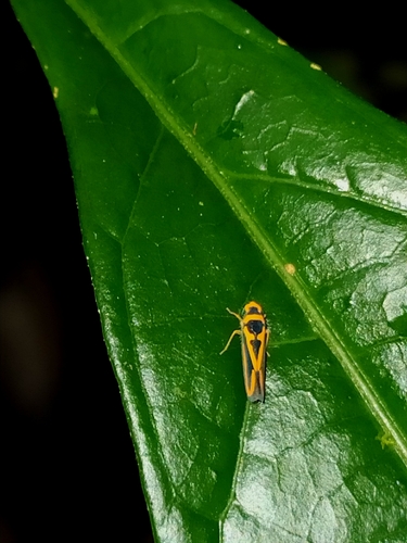Palingonalia bigutta