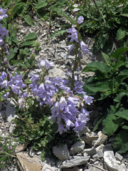 Campanula sarmatica