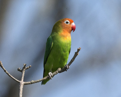 Lilian's Lovebird photo 4