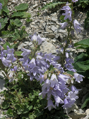 Campanula sarmatica