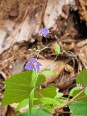 Veronica mexicana