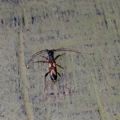 Compsibidion maronicum
