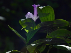 Sobralia sessilis