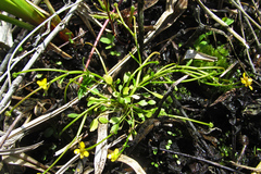 Ranunculus polyphyllus