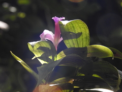 Sobralia sessilis