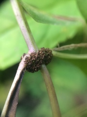 Lycopus × sherardii