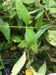 Lycopus × sherardii