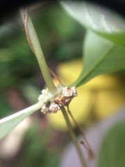 Lycopus × sherardii