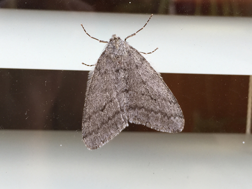 Walnut Spanworm Moth photo 3