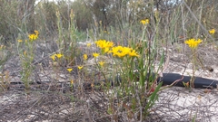 Steirodiscus speciosus