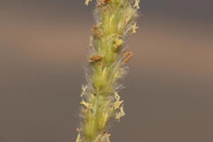 Anthephora pubescens