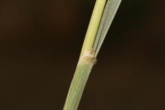 Anthephora pubescens