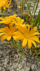 Steirodiscus speciosus