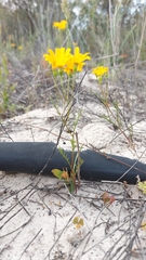 Steirodiscus speciosus