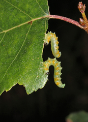 Pristiphora testacea