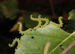 Pristiphora testacea