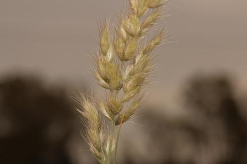 Schmidtia pappophoroides Steud. ex J.A.Schmidt