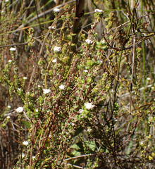 Phylica debilis debilis