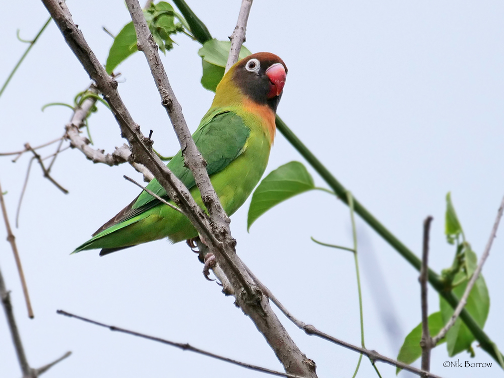 Black-cheeked Lovebird illustration