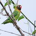 Black-cheeked Lovebird - Photo (c) Nik Borrow, some rights reserved (CC BY-NC)