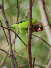 Black-Cheeked Lovebird photo 4