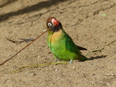 Black-Cheeked Lovebird photo 5