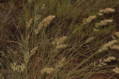 Schmidtia pappophoroides