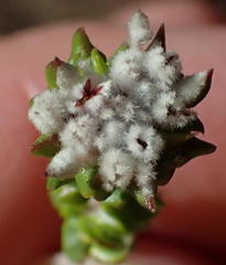 Phylica debilis debilis