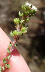 Phylica debilis debilis