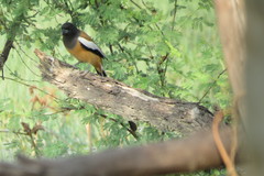 Dendrocitta vagabunda