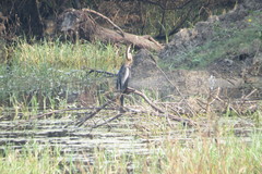 Anhinga melanogaster