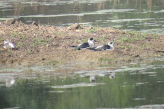 Himantopus himantopus