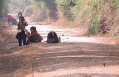 Phoenicurus ochruros