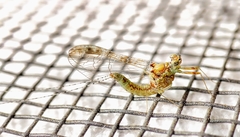 Ephemeroptera