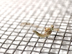Ephemeroptera