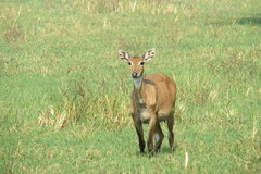 Boselaphus tragocamelus