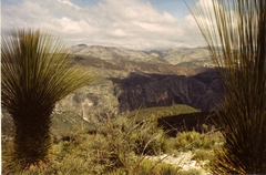 Dasylirion longissimum