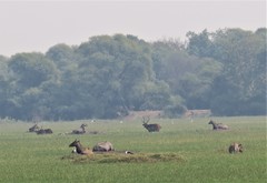 Boselaphus tragocamelus